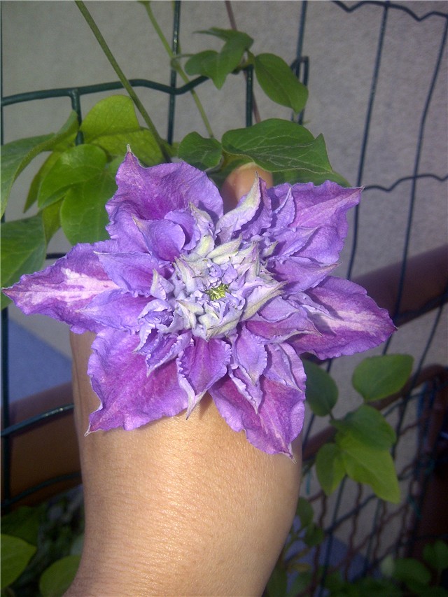 cudnovati clematis